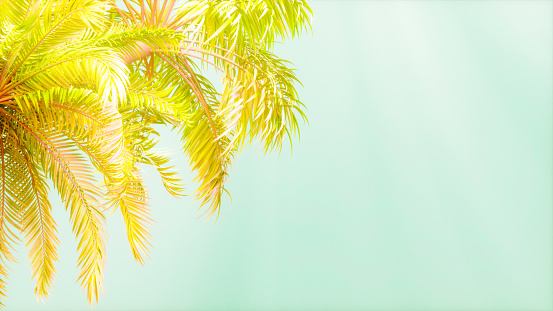 Palm leaves on blue sky background. weekend Holidays tropical beach concept background, Vacation holidays concept. vintage toning