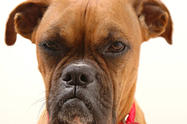 molesto boxeador#2 - boxer perro fotografías e imágenes de stock