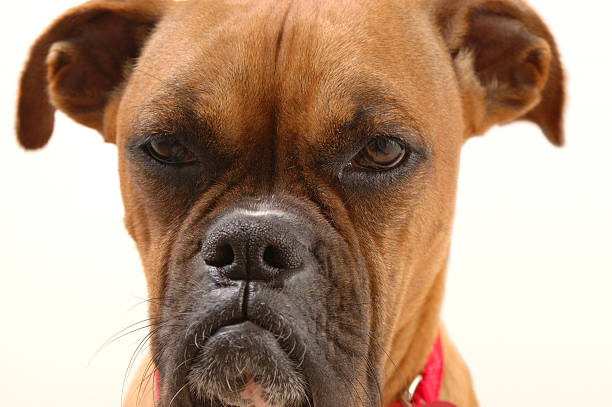 Annoyed Boxer #2 stock photo