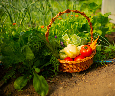Basket with ripe organic vegetables