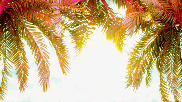 Summer background palm trees sky and sun, 3d render.