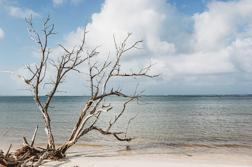 Dried up tree branches on the shore overlooking the sea. Mexico.