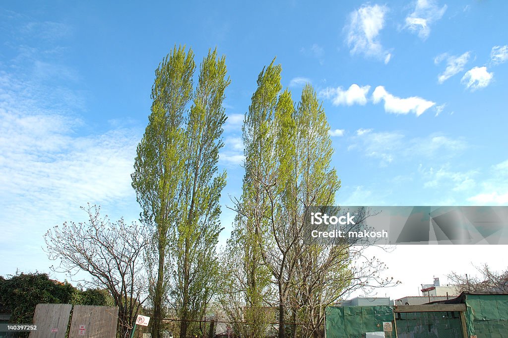 Pappeln - Lizenzfrei Baum Stock-Foto