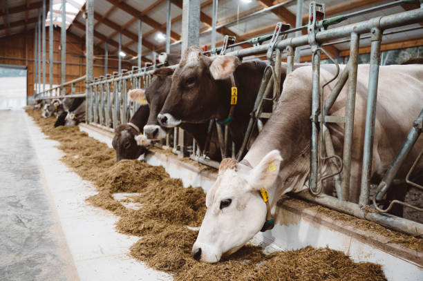 istock Milk cows at the dairy farm 1403973067