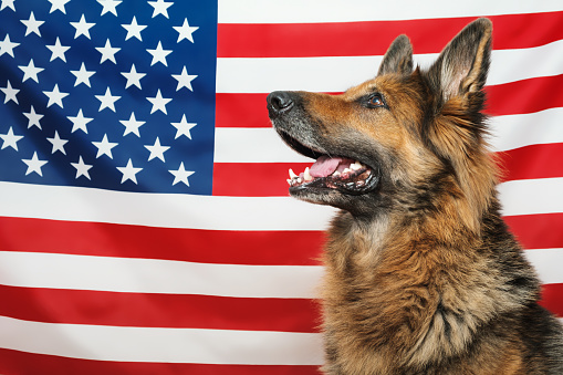 Portrait of a German Shepherd dog in a profile, American USA flag as a background. Independence day, 4th of July.