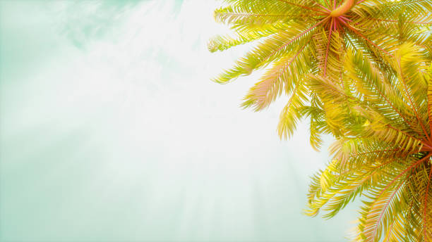 istock Summer background palm trees sky and sun 1403973353