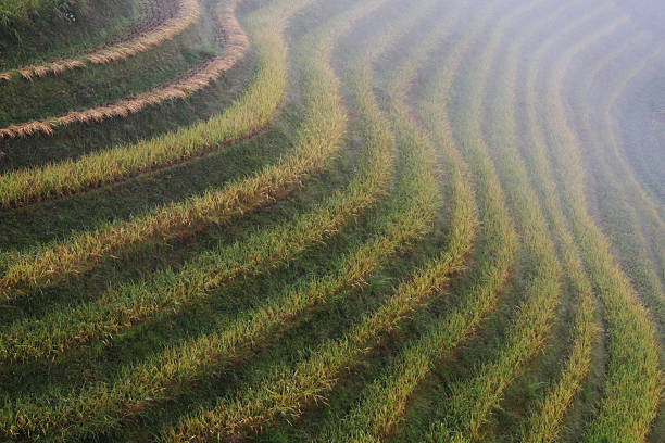 Rice terraces stock photo