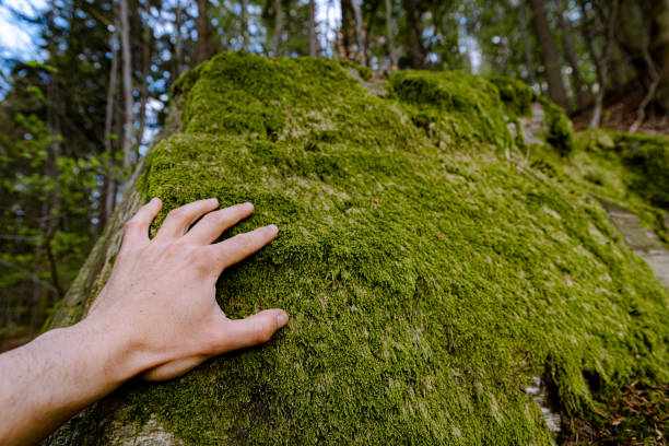 istock Man hand touching green moss growing in forest. Protect nature and save environment 1403973439