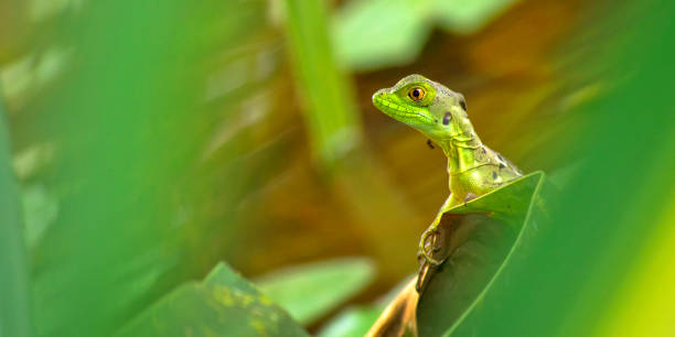 istock Plumed Basilisk, Tropical Rainforest, Costa Rica 1403973683