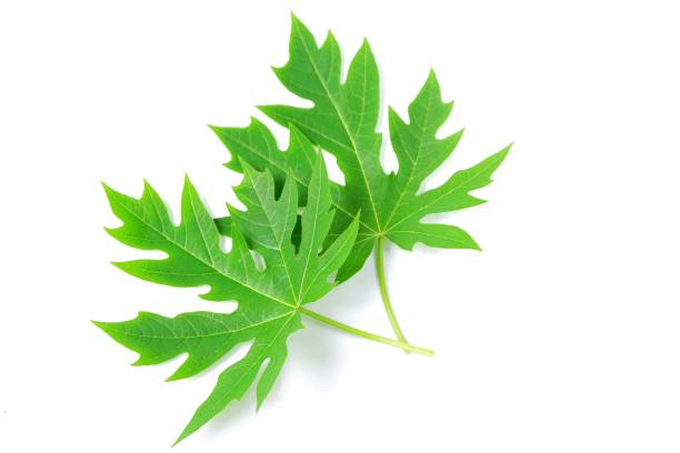 istock Papaya leaf isolated on a white background 1403973882