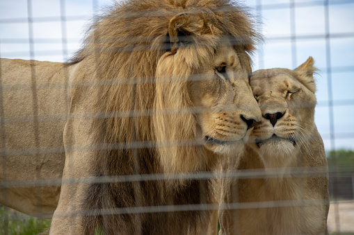 Lions in captivity to show the magnificence of the king of the jungle