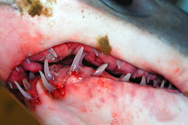 istock Shark Teeth, Mediterranean Sea, Spain 1403975004