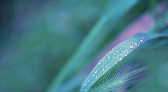 Closeup of raindrops on green leaves, extreme close-up, no people, selective focus