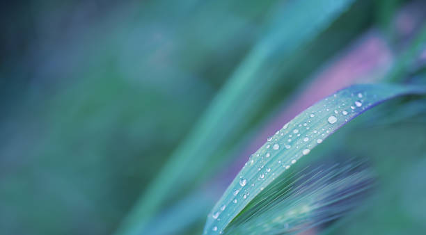 rain drops on fresh grass over defocused background - dewdrops abstract imagens e fotografias de stock