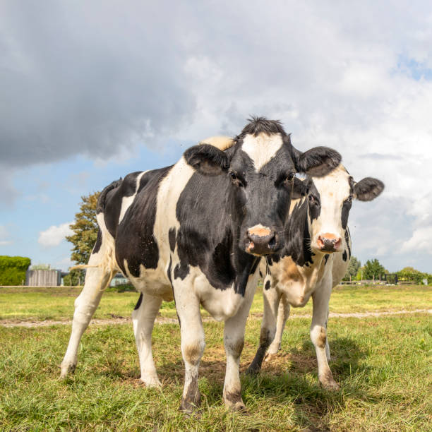 istock Two cows anxious and scary in a field, shaky and curious standing in a pasture under a overcast sky and a horizon over land 1403975281