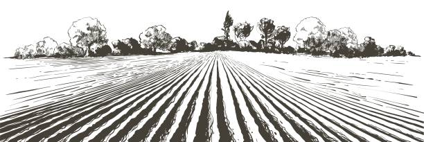 illustrations, cliparts, dessins animés et icônes de paysage de champs agricoles vectoriels. motif de sillons dans un labour préparé pour la plantation de cultures. gravure réaliste vintage croquis d’illustration. - california panoramic crop field