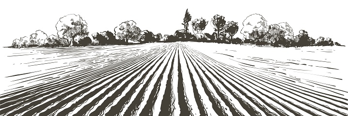 Vector farm field landscape. Furrows pattern in a plowed prepared for crops planting. Rows of soil, rural countryside perspective horizon view. Vintage realistic engraving sketch illustration.