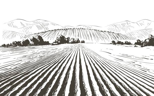 Vector farm field landscape. Furrows pattern in a plowed prepared for crops planting. Rows of soil, rural countryside perspective horizon view. Vintage realistic engraving sketch illustration.