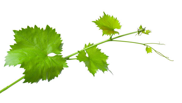 istock Grape leaves vine branch with tendrils, isolated on white background, clipping path. Green branch of grape vine. 1403975384