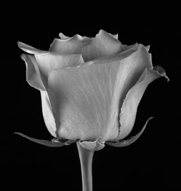 istock image of single rose flower black background 1403975510
