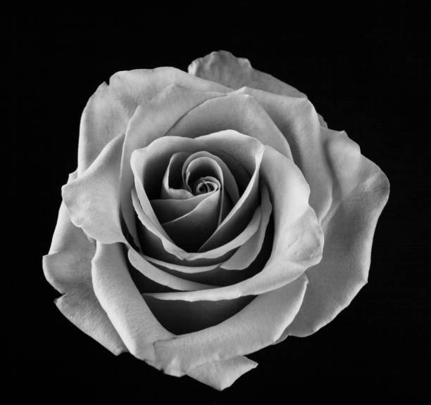 istock image of single rose flower black background 1403975512