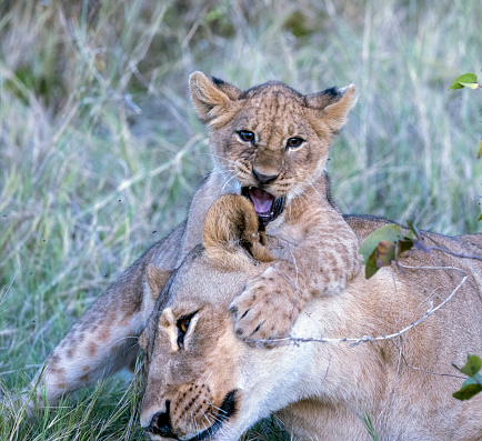 Cheetah lies ignoring three cubs play fighting