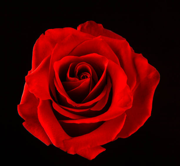 istock image of single red rose flower dark background 1403976258