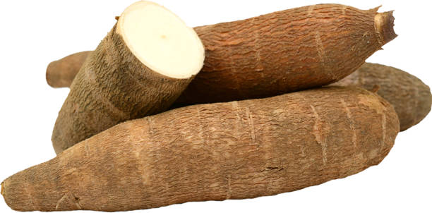 istock raw whole cassava, related to vegetable, carbohydrate, cooking isolated on white background 1403976476