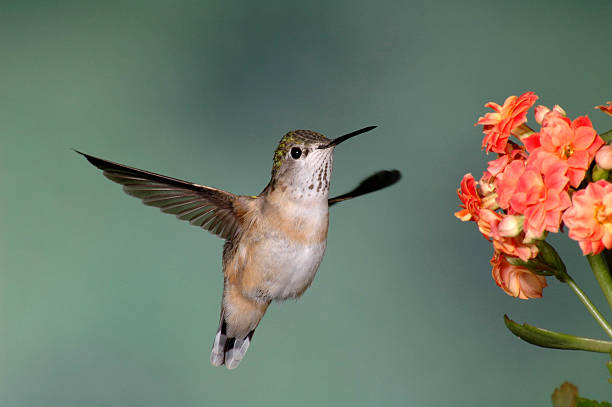 istock Female Rufous Hummingbird (Selasphorus rufus) 140397683