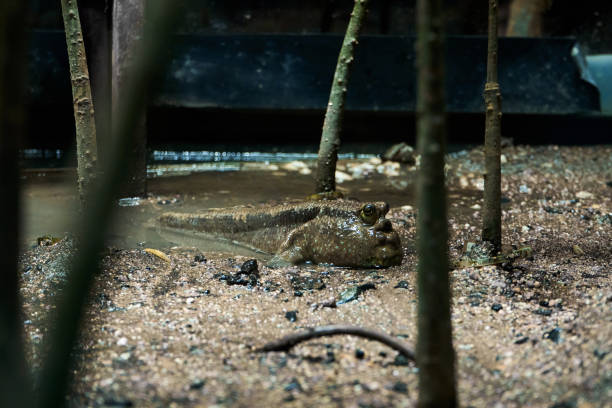 istock mudskipper fish hiding in mud swamp close up 1403976832