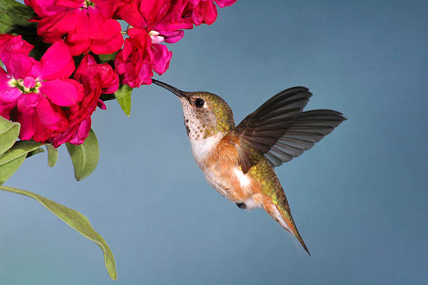 Female Rufous Hummingbird (Selasphorus rufus)