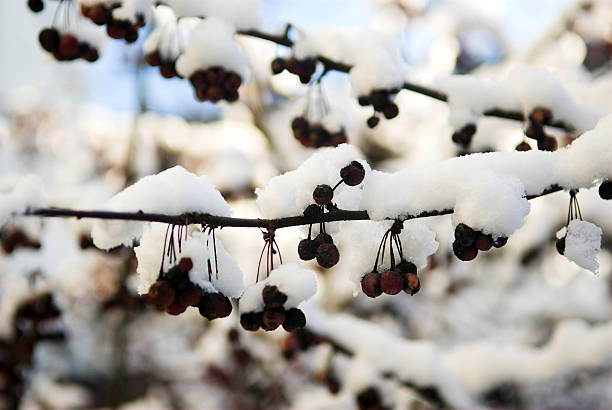 branches in winter stock photo