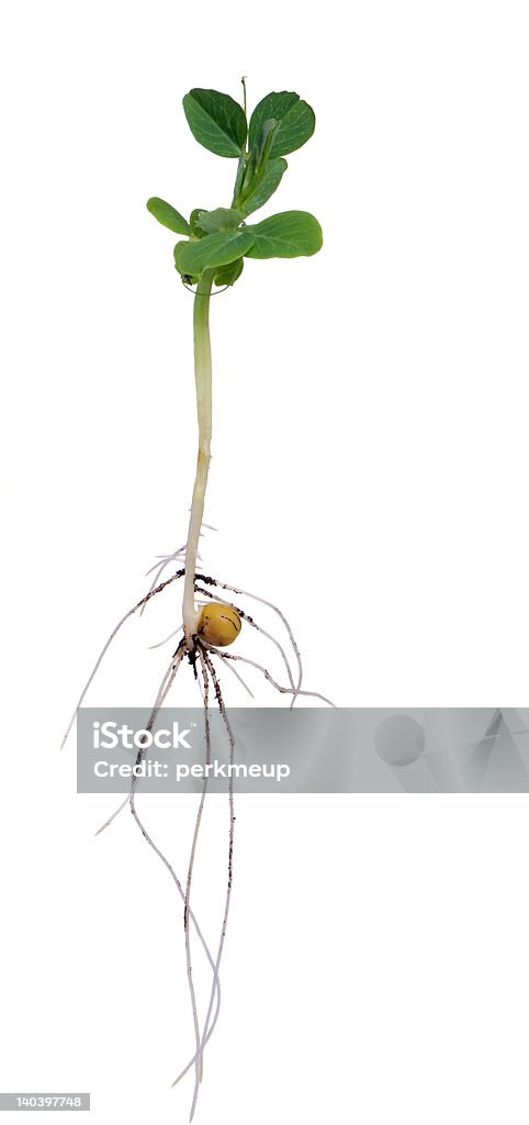 Nuova crescita - Foto stock royalty-free di Agricoltura