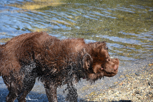 Dog standing in a river with water dripping from fur