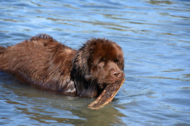Large brown Newfoundland dog fetching a stick in the ocean waters.