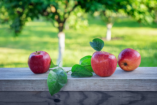 Bright red apples and green apple tree leaves on old wooden plank. Three freshly harvested organic fruits with unfocused orchard garden at background. Healthy eating concept. Selective focus.