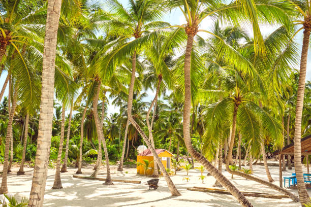 istock Toilet on Saona Island under high palm trees. 1403978827