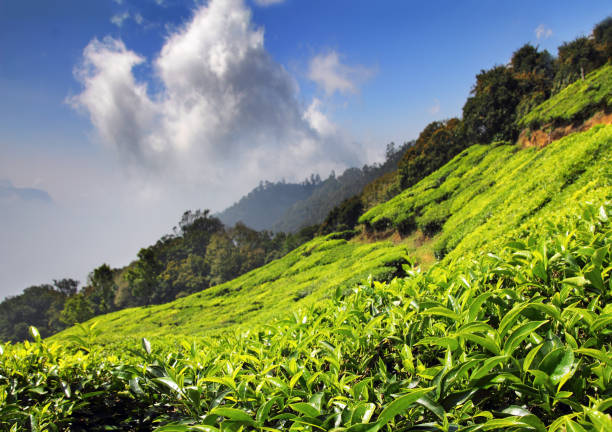 istock mountain tea plantation in India 1403979438