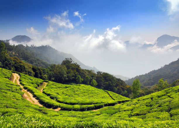 istock mountain tea plantation in India 1403979461