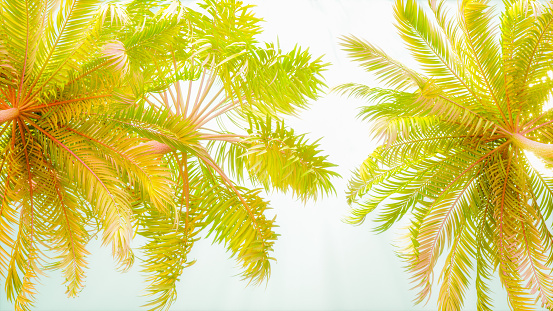 Summer background palm trees sky and sun, 3d render.