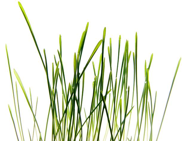 istock Photo of Grass isolated on White 140397960