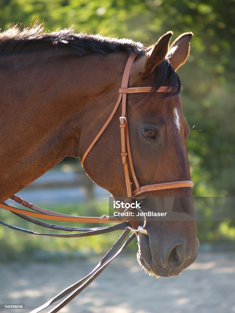 Bridled caballo - Foto de stock de Aire libre libre de derechos