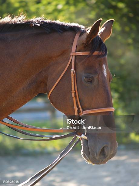 Bridled Caballo Foto de stock y más banco de imágenes de Aire libre - Aire libre, Animal, Anochecer