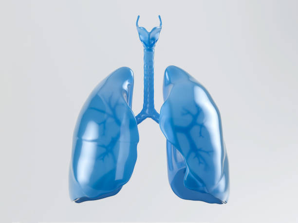 stomaco umano in plastica - human lung foto e immagini stock