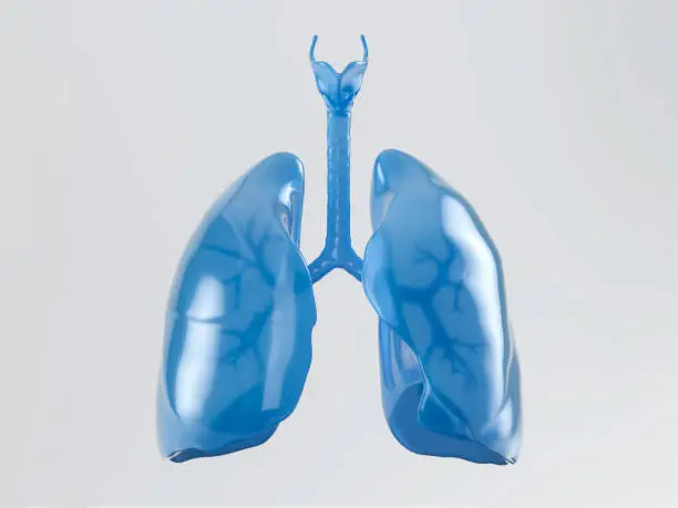 3d illustration of human lungs made of blue plastic isolated on white background