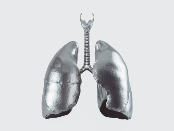 istock Metal stomach isolated 1403980255
