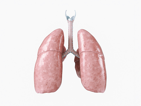 Realistic 3d illustration of internal human organ - lungs isolated on white background. Back view of human lungs