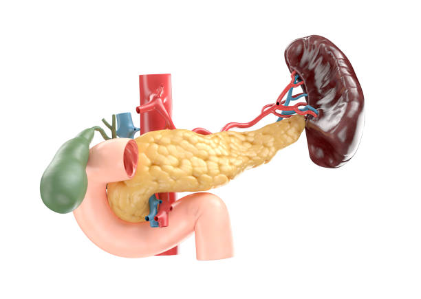 Realistic 3d illustration of human pancreas with gallbladder, duodenum, spleen and blood vessels Anatomically accurate illustration of human pancreas with gallbladder, duodenum, spleen and blood vessels. 3d rendering spleen stock pictures, royalty-free photos & images