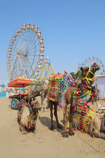 camellos ornamentados y norias en la feria de camellos de Pushkar photo