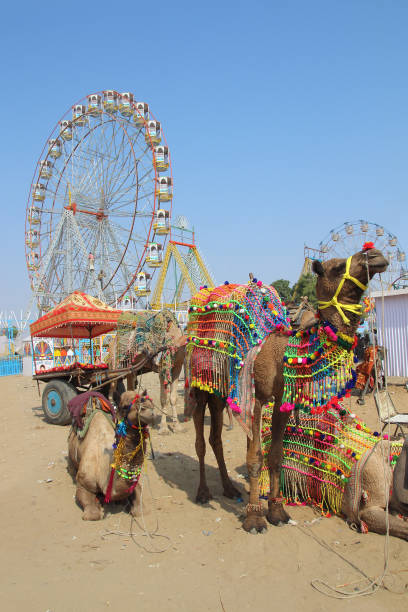 cammelli decorati e ruote panoramiche alla fiera dei cammelli di pushkar - india travel journey camel foto e immagini stock